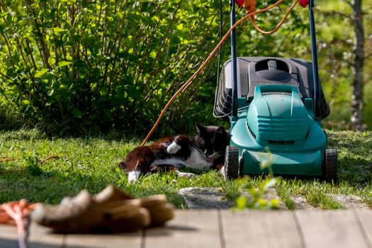 Outdoor shot of green lawnmower and cat. Electric lawn mower in green grass. Cat sleeping near electric lawnmower on top of the grass in the garden.