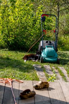 Outdoor shot of green lawnmower and cat. Electric lawn mower in green grass. Cat sleeping near electric lawnmower on top of the grass in the garden.