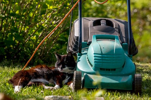 Outdoor shot of green lawnmower and cat. Electric lawn mower in green grass. Cat sleeping near electric lawnmower on top of the grass in the garden.