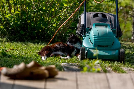 Outdoor shot of green lawnmower and cat. Electric lawn mower in green grass. Cat sleeping near electric lawnmower on top of the grass in the garden.