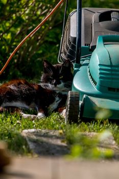 Outdoor shot of green lawnmower and cat. Electric lawn mower in green grass. Cat sleeping near electric lawnmower on top of the grass in the garden.