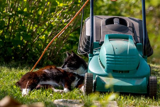 Outdoor shot of green lawnmower and cat. Electric lawn mower in green grass. Cat sleeping near electric lawnmower on top of the grass in the garden.