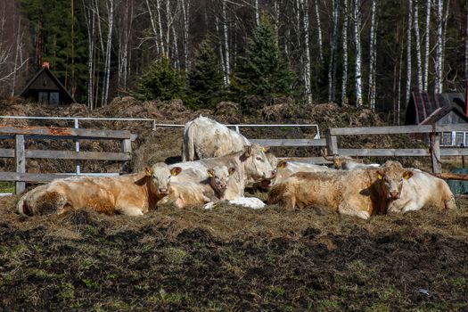 Cows in countryside farm on paddock surrounded by forest in Latvia. Cows grazing in green meadow, Latvia. Cows resting in paddock. 

