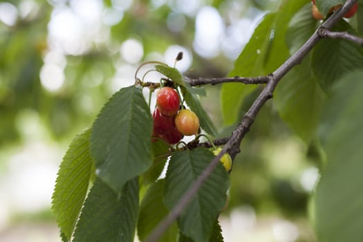 Cherry branch with fruits close-up with bright bokeh in the background