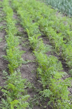 Green field of fresh caroot cultivation in rows