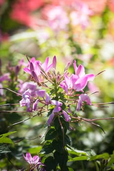 The background image of the colorful flowers, background nature