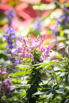 The background image of the colorful flowers, background nature