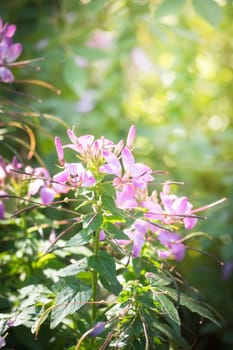 The background image of the colorful flowers, background nature