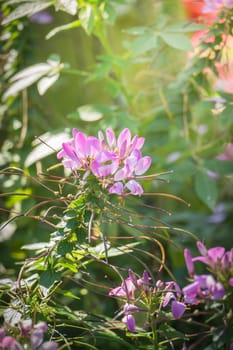 The background image of the colorful flowers, background nature