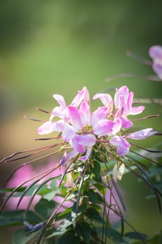 The background image of the colorful flowers, background nature