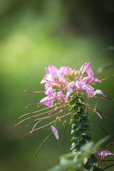 The background image of the colorful flowers, background nature