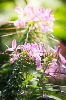 The background image of the colorful flowers, background nature