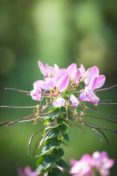 The background image of the colorful flowers, background nature