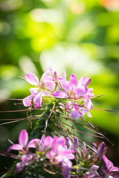 The background image of the colorful flowers, background nature