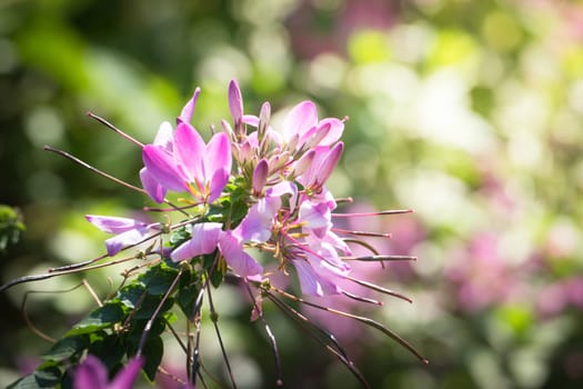 The background image of the colorful flowers, background nature