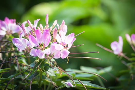 The background image of the colorful flowers, background nature