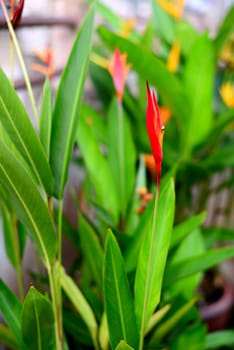 Fresh Red Heliconia Flower with blurred green leaves Background