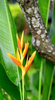 Fresh Yellow Heliconia Flower on the Wooden Bark Background