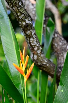 Fresh Yellow Heliconia Flower on the Wooden Bark Background