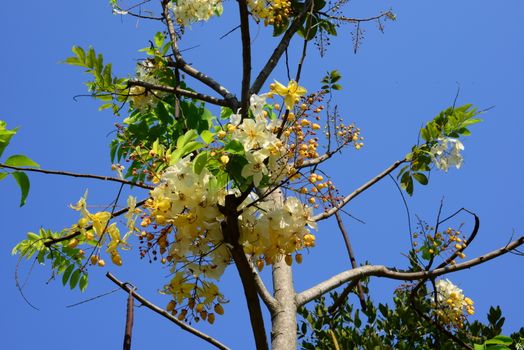 The beautiful of Siam White Cassia flowers