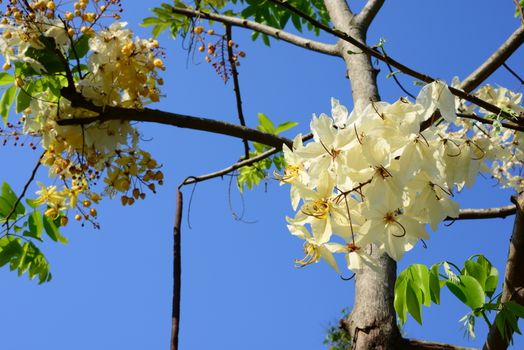 The beautiful of Siam White Cassia flowers