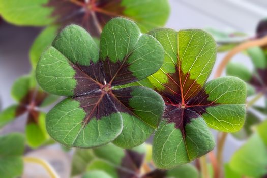 Image of lucky clover in a flowerpot on a window