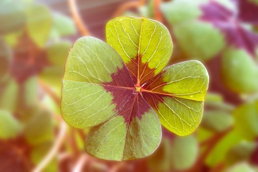 Image of lucky clover with sunlight and sunbeams