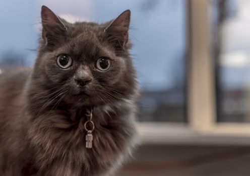 maine coon like domestic cat
