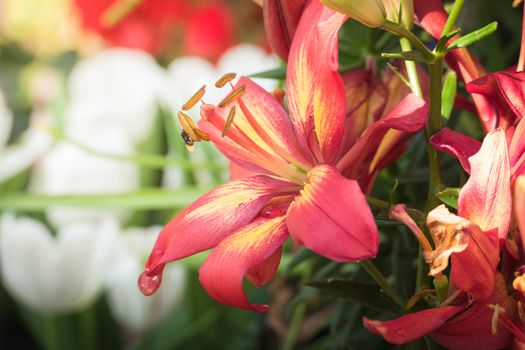 Beautiful bouquet of tulips. colorful tulips. nature background