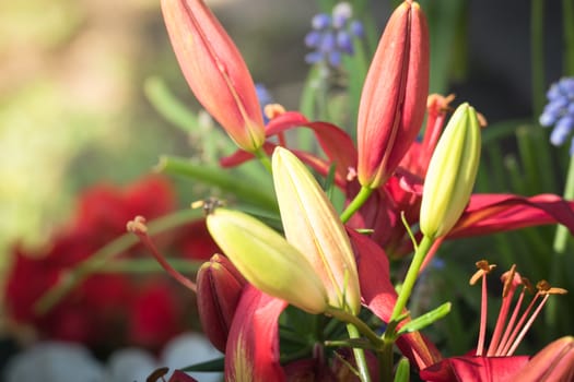 Beautiful bouquet of tulips. colorful tulips. nature background