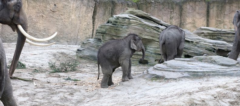 Mother and baby elephant standing on sand