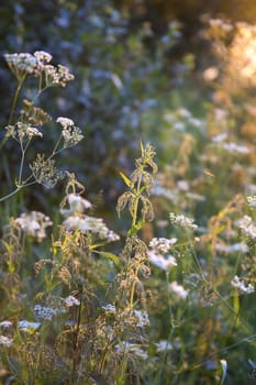 Meadow with summer wildflowers and nettle lit by the setting sun at the golden hour. Blurred bokeh natural evening sunset light. Russian nature landscape.