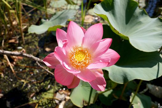 Lotus flower in a small reservoir in the territory of the Volgograd region 