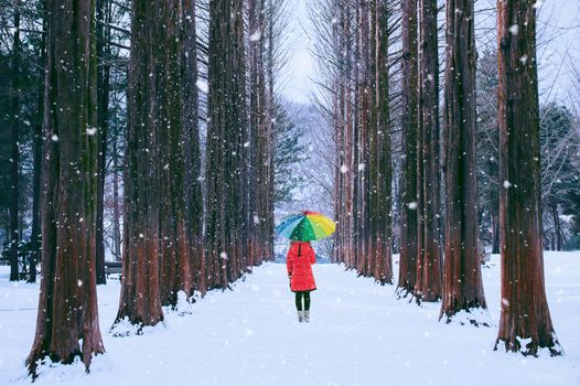 Girl with colourful umbrella in row tree, Nami island in South Korea. Winter in South Korea.
