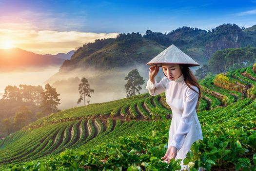 Asian woman wearing Vietnam culture traditional in strawberry garden at sunrise.