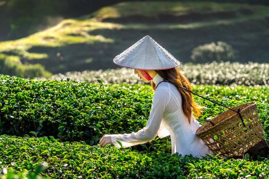 Asian woman wearing Vietnam culture traditional in green tea field.