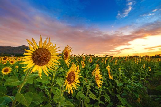 field of blooming sunflowers at sunrise.