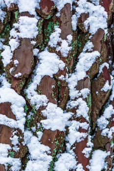 tree bark during winter season in macro closeup, tree bark covered in white snow, nature texture background