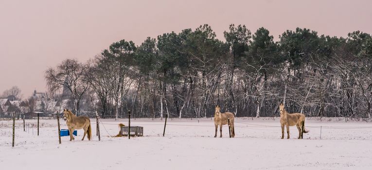 light brown horses standing in the pasture and looking at the camera during winter season, white snowy meadow, beautiful nature scenery at the countryside