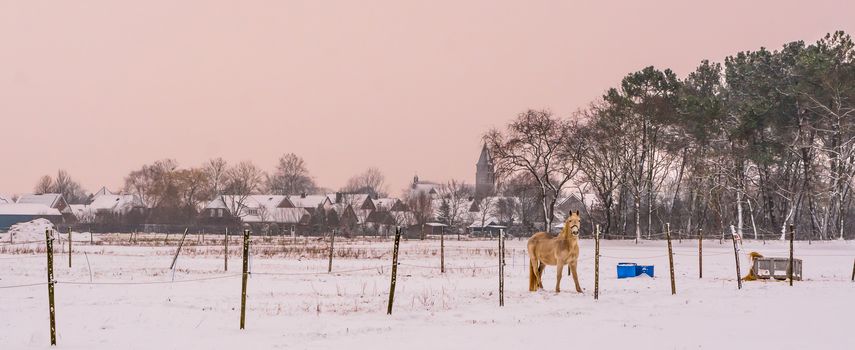 light brown horse standing in a white snowy pasture, beautiful countryside scenery with on the village
