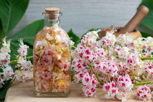 Preparation of homemade herbal tincture from horse chestnut blossoms and alcohol