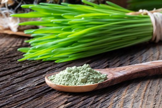 Barley grass powder on a spoon with freshly harvested blades