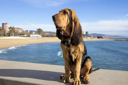 A beautiful bloodhound puppy at 5 months sits on the backdrop of the sea on a sunny day.