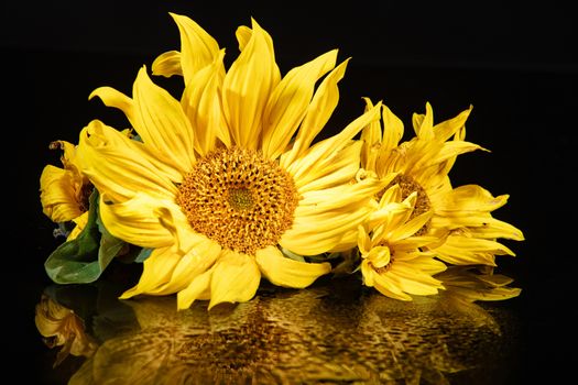 Sunflower on a refleting glass background