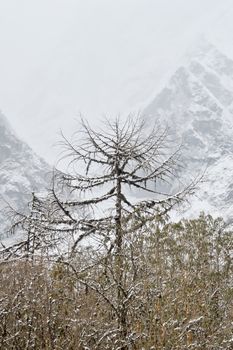 Snow covered bare tree in winter with mountain in the background. Empty copy space for text in side. Nature Travel background. concept.