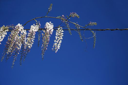 Wisteria Vine in bloom with bright white flowers against the backdrop of a pure dark blue sky. Copy space