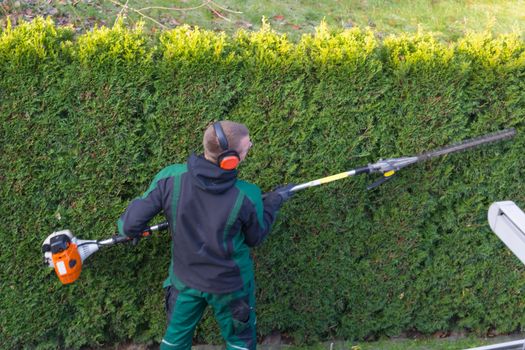 Gardener cuts a hedge with a gasoline hedge trimmer. Shaping a wall of thujas