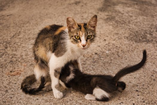 Cat mom feeding her baby kitten. Stray cat image of a tabby cat and her cute little kitty girl.