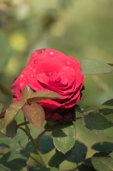 Roses in the garden, Roses are beautiful with a beautiful sunny day.