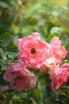 Roses in the garden, Roses are beautiful with a beautiful sunny day.